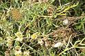 Argiope_trifasciata_D3268_Z_85_Valle Gran Rey_Spanje